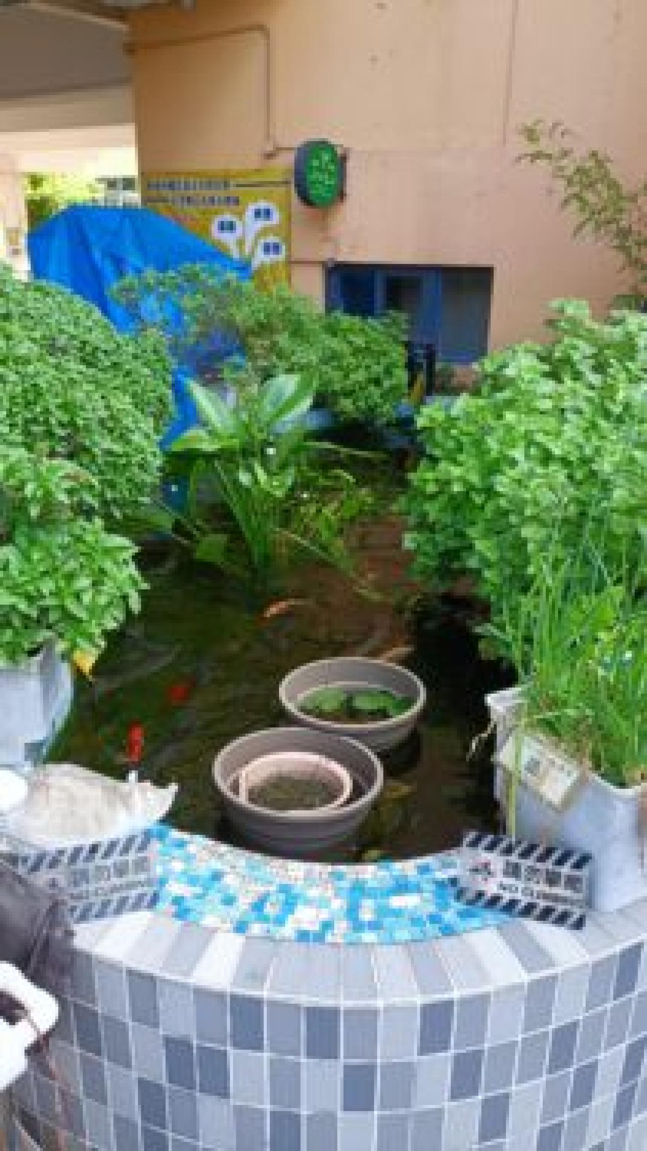 魚菜共生—綠色生活   